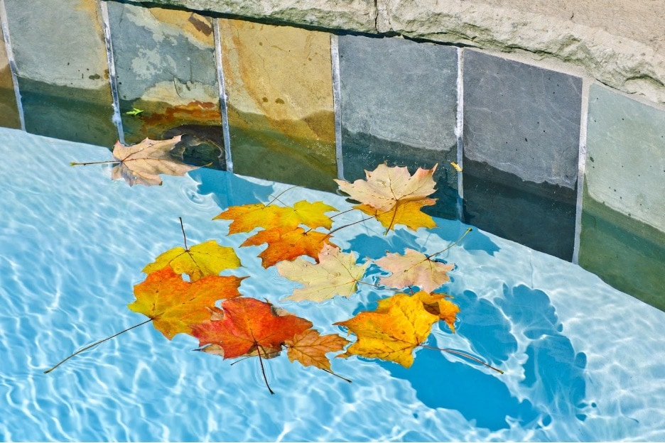 Fall colored leaves floating on the surface means work for your swimming pool business.